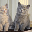 Британские короткошерстняе котята (фото #1)