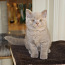Британские короткошерстняе котята (фото #3)