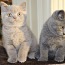 Briti lühikarvalised kassipojad (foto #4)