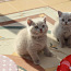 Британские лиловые котята (фото #1)