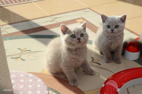 Briti lillad kassipojad (foto #1)