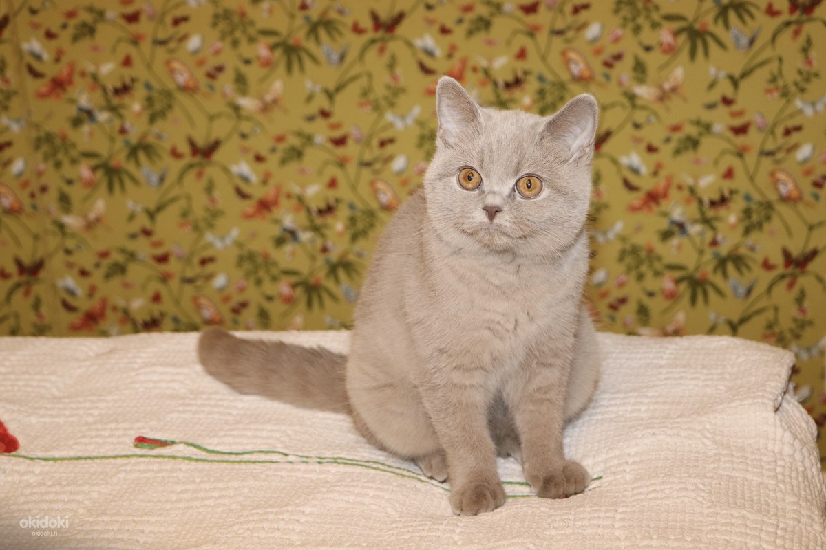 British kitten (valokuva #2)