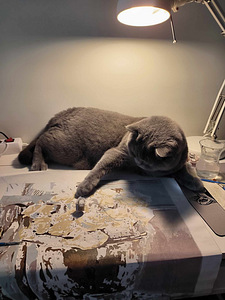 Британский кот (2 фото из 3)