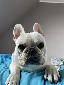 Prantsuse buldog otsib pruuti. (5 foto / 5)