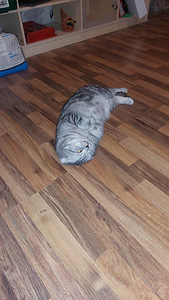 Kogenud tiitliga Scottish Fold (5 foto / 5)
