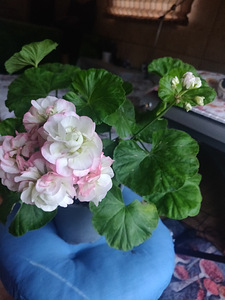 Pelargoonium Apple Blossom Rosebud (2 foto / 4)