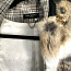 Дизайнерский жилет в винтажном стиле мех кролика, 38(M-L) (фото #2)
