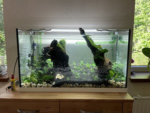 Akvaarium EHEIM 125L. Lamp+välispump (7 foto / 10)