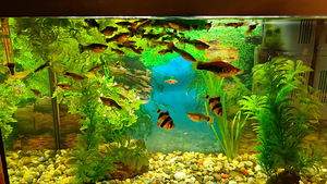 Guppi, pitsilii 30 tk 10 eur (1 foto / 1)