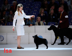 Schipperke kutsikas (6 foto / 6)