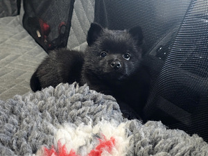 Schipperke kutsikas (2 foto / 6)