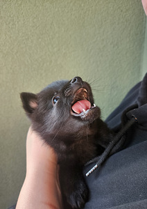 Schipperke kutsikas (3 foto / 6)