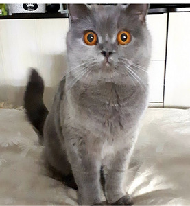 Британские котята девочка (8 фото из 9)