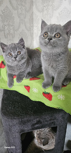 Британские котята (5 фото из 8)