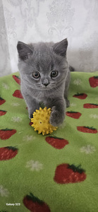 Британские котята (6 фото из 8)