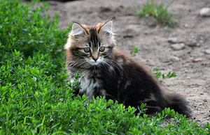 Kuriili bobtaili kassipojad (9 foto / 10)