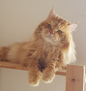 Kuriili Boblteilid (9 foto / 10)