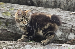 Kurili bobtail kassipojad (5 foto / 10)