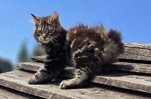 Väike ilves Kurili bobtail (1 foto / 10)