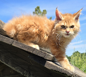 Väike ilves Kurili bobtail (2 foto / 10)