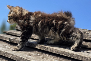 Väike ilves Kurili bobtail (5 foto / 10)