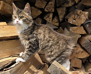 Väike ilves Kurili bobtail (6 foto / 10)