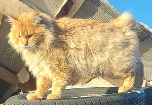 Väike ilves Kurili bobtail (9 foto / 10)
