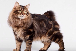 Väike ilves Kurili bobtail (10 foto / 10)