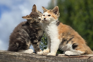 Väike ilves Kurili bobtail (5 foto / 10)