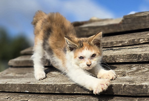 Väike ilves Kurili bobtail (9 foto / 10)