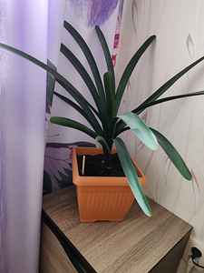 Toataim - Kliivia 70 cm koos potiga (2 foto / 3)