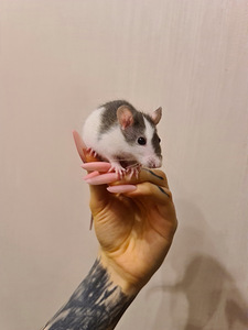 Rotid