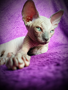 CanadaSphynx kassipojad (7 foto / 10)