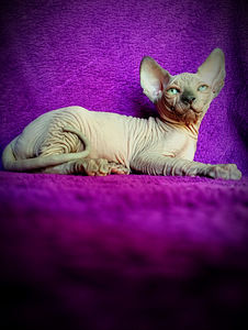 CanadaSphynx kassipojad (10 foto / 10)