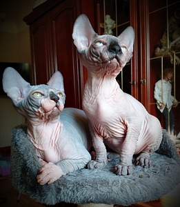 Canada sphynx kassipojad (2 foto / 10)