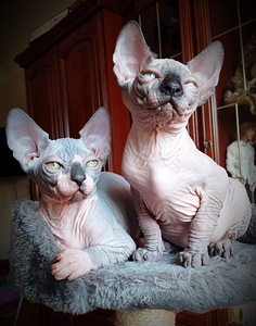 Canada sphynx kassipojad (4 foto / 10)