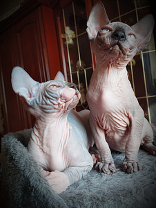 Canada sphynx kassipojad (5 foto / 10)