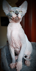 Canada sphynx kassipojad (6 foto / 10)