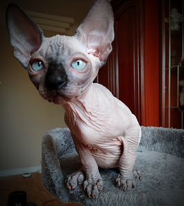 Canada sphynx kassipojad (7 foto / 10)