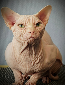 Canada sphynx (1 valokuva sivusta 1)
