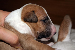 Minibullterjeri (4 valokuva sivusta 5)