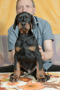 Dobermani kutsikas (2 foto / 3)