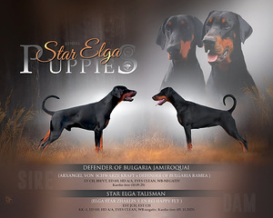 Dobermani kutsikad (1 foto / 1)