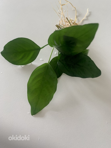 Anubias Barteri
