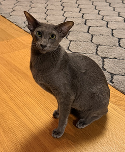 Orientaali kass, isane, 1,5 aastane (1 foto / 1)