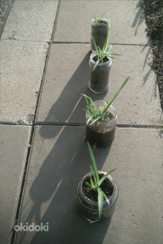 Травяная лилия / комнатное растение / размер S (фото #5)