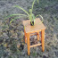 Травяная лилия / комнатное растение / размер L (фото #2)