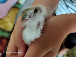 Müüakse kääbushamstreid (rabarovskihamster). (2 foto / 3)