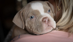 Ameerika buldog