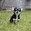 Chihuahua (foto #1)